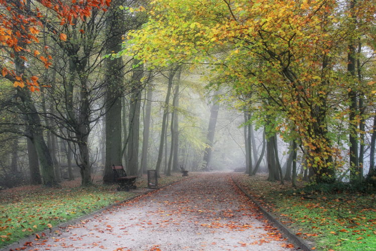 parks, Belgium, Flemish, Region, Meise, Fog, Trees, Nature, Autumn HD Wallpaper Desktop Background