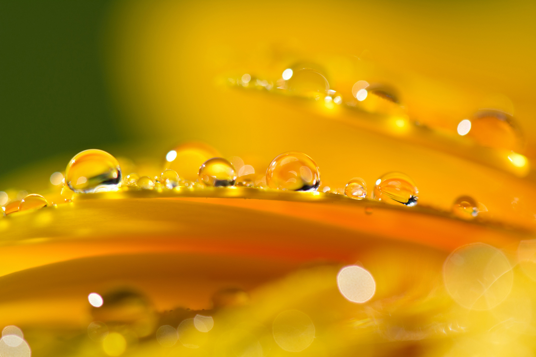 petals, Drops, Reflection Wallpaper