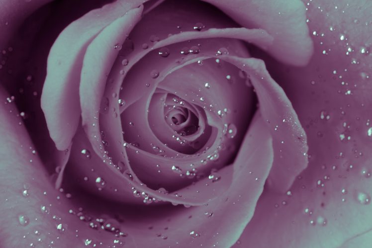 rose, Petals, Macro, Drops, Bokeh HD Wallpaper Desktop Background