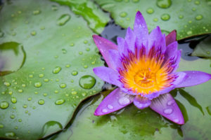 lilypad, Flower, Water, Drops