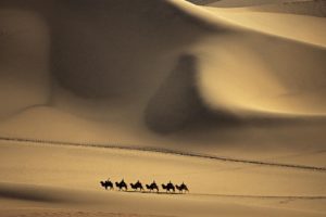 nature, Sand, Deserts, Camels, Dunes