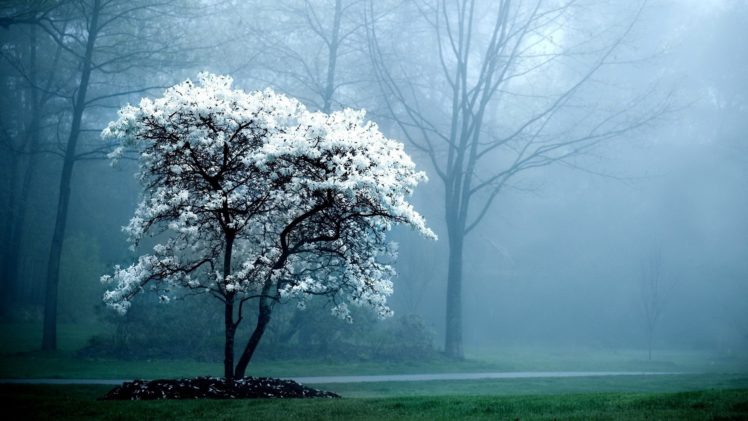 landscapes, Trees, Fog, Magnolia, White, Flowers, Flowered, Trees HD Wallpaper Desktop Background