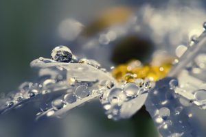 flowers, Raindrops