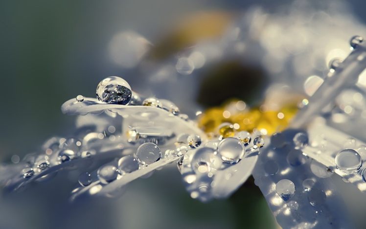 flowers, Raindrops Wallpapers HD / Desktop and Mobile Backgrounds