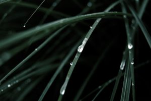 grass, Water, Drops, Macro, Dew