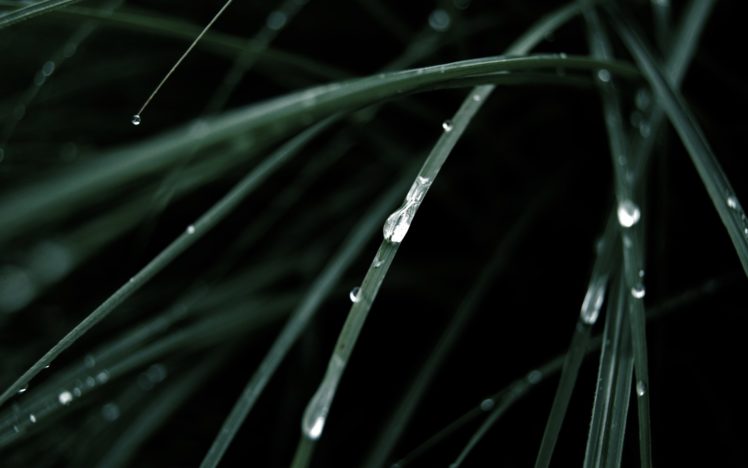 grass, Water, Drops, Macro, Dew HD Wallpaper Desktop Background