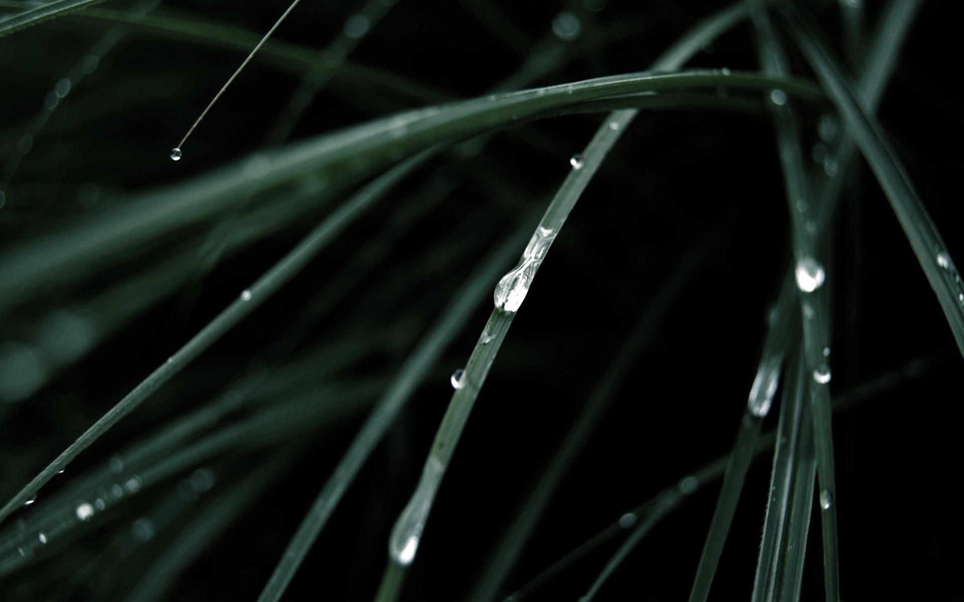 grass, Water, Drops, Macro, Dew Wallpaper