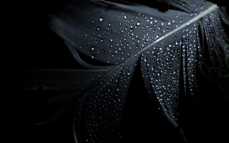 Wet Water Drops Black Background Wallpapers Hd Desktop And Mobile Backgrounds
