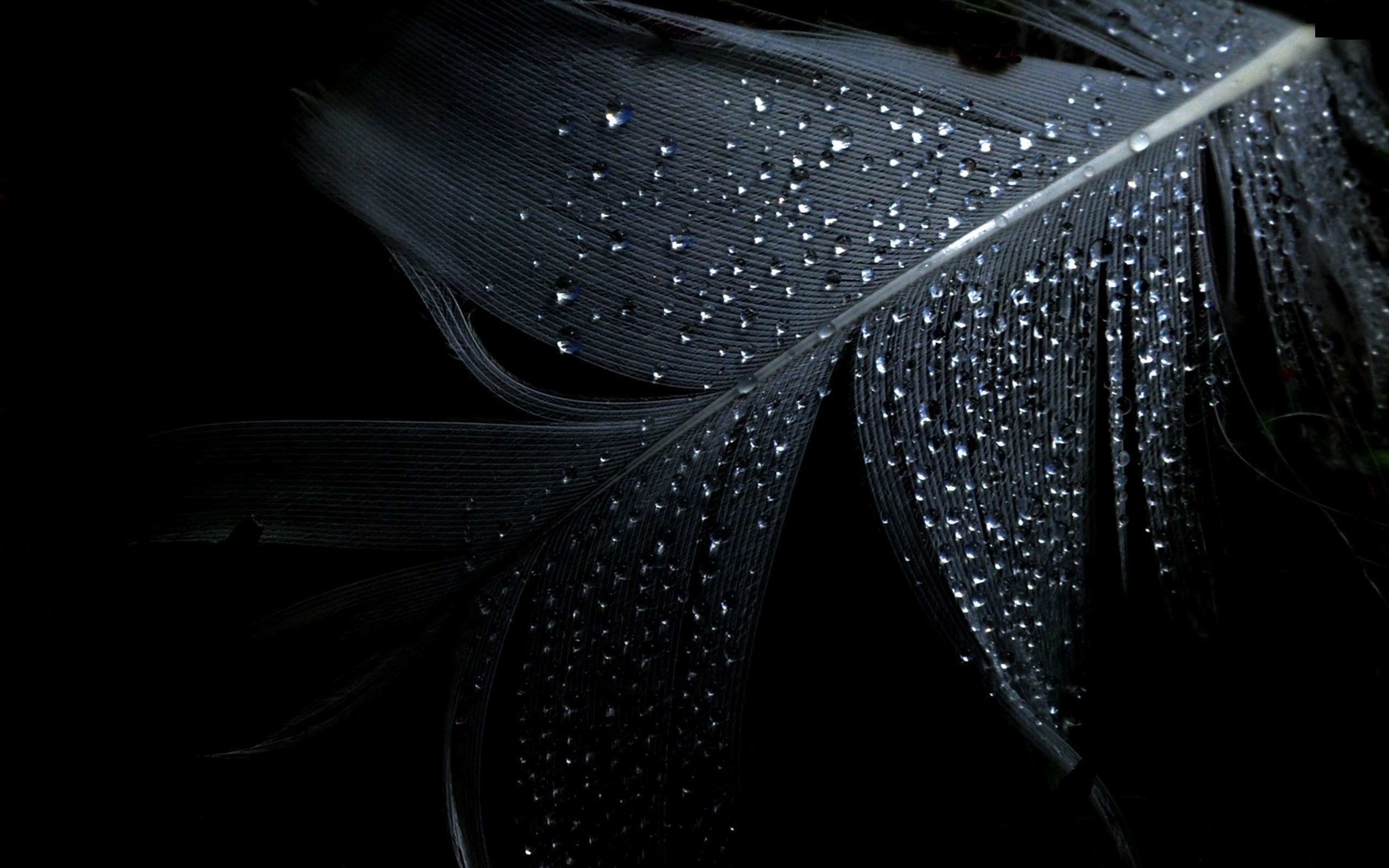 wet, Water, Drops, Black, Background Wallpaper