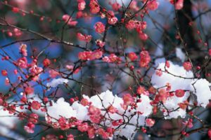 japan, Snow, Cherry, Blossoms, Flowers, Spring, Pink, Flowers