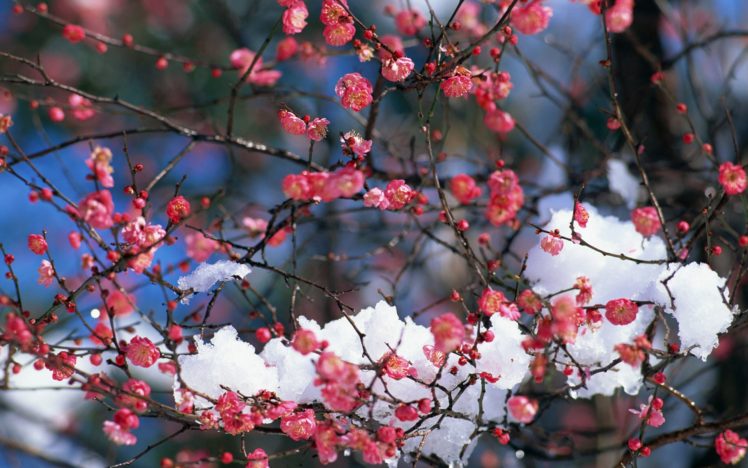 japan, Snow, Cherry, Blossoms, Flowers, Spring, Pink, Flowers HD Wallpaper Desktop Background