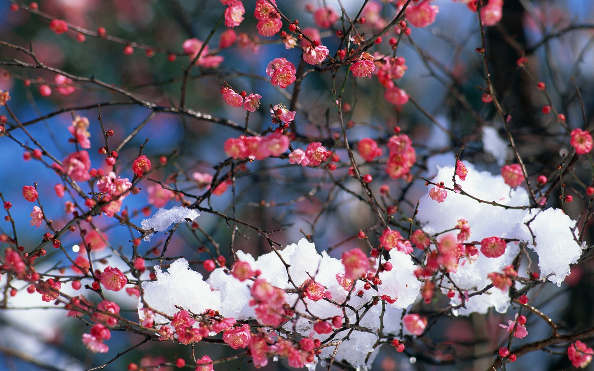 japan, Snow, Cherry, Blossoms, Flowers, Spring, Pink, Flowers Wallpaper