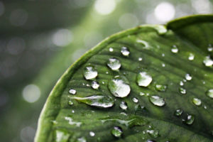 water, Leaves, Water, Drops