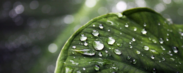 water, Leaves, Water, Drops HD Wallpaper Desktop Background