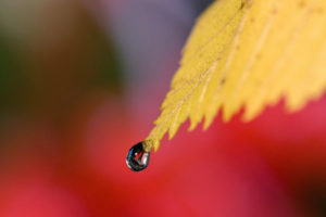 a, Drop, Falls, From, A, Yellow, Leaf