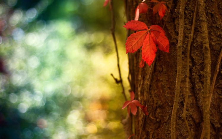 close up, Nature, Trees, Autumn, Leaves, Plants, Bokeh, Flora, Depth, Of, Field, Red, Leaf, Autumn, Leaves HD Wallpaper Desktop Background