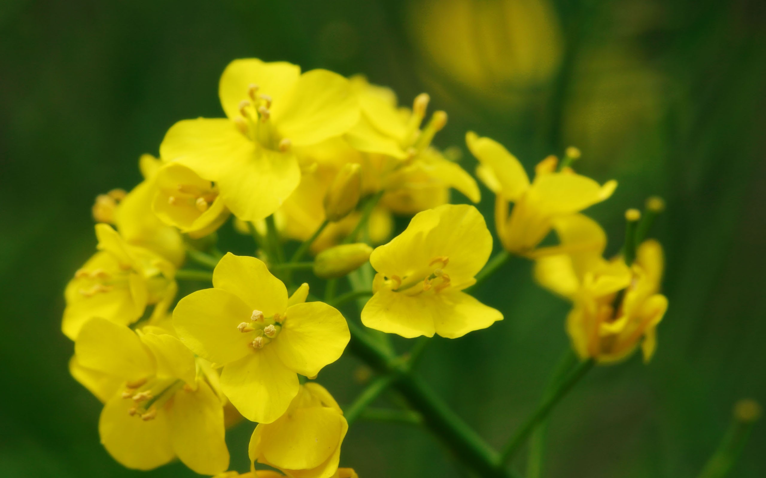 nature, Trees, Flowers, Forests Wallpaper