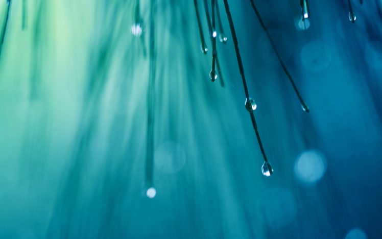 water, Drops, On, Spruce, Needles HD Wallpaper Desktop Background