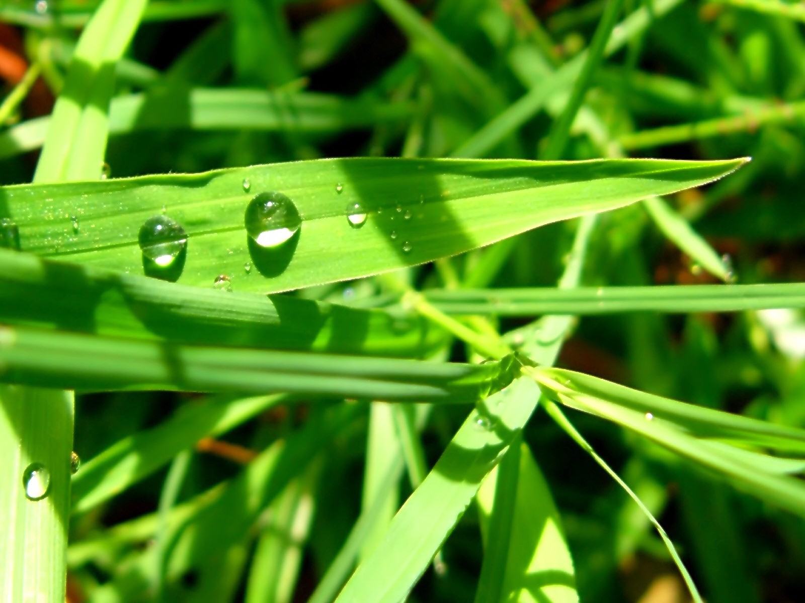 green, Close up, Nature, Wall, Leaves, Grass, Water, Drops, Flora, Floral Wallpaper