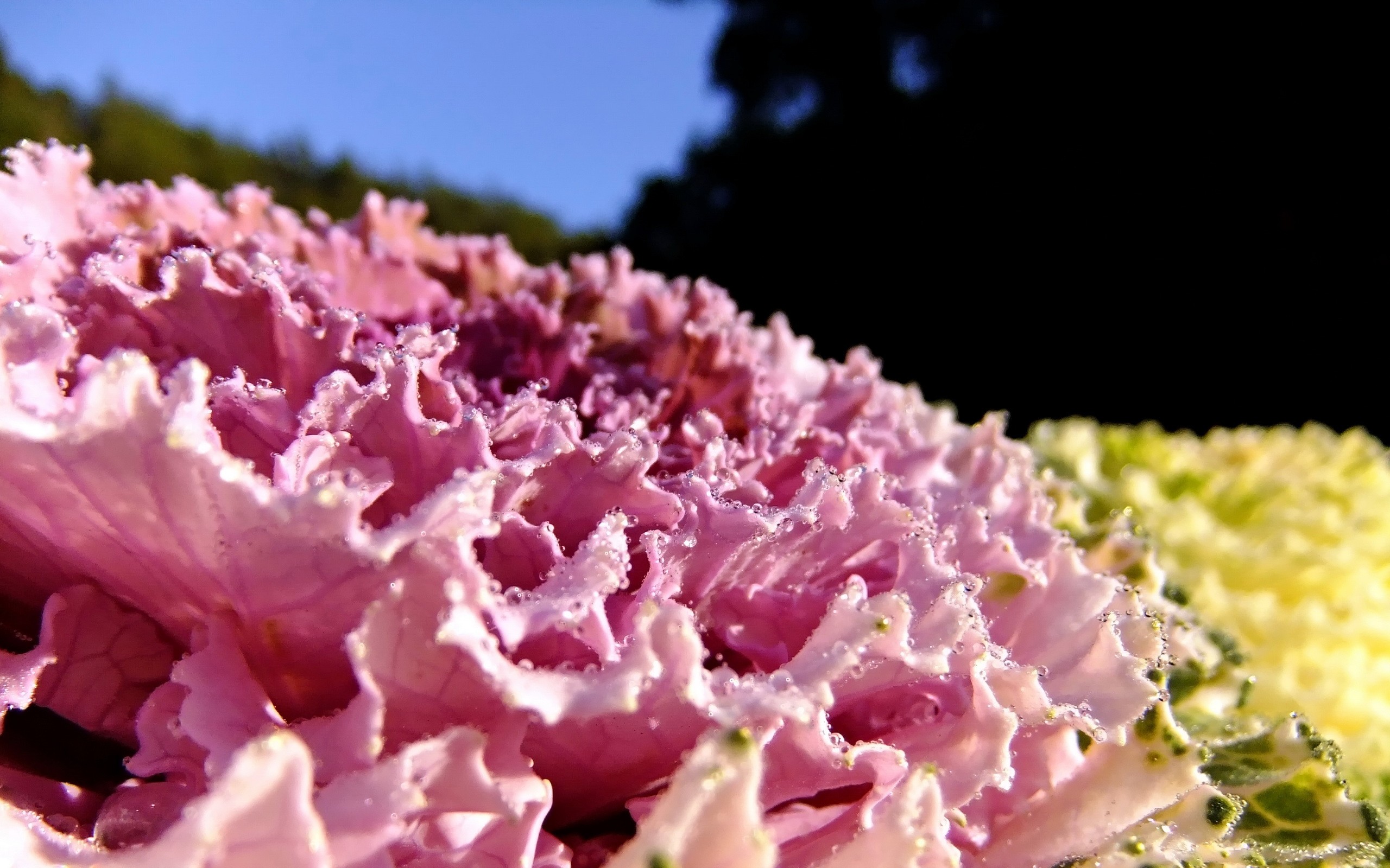 vegetables, Plants, Water, Drops, Cabbages Wallpaper