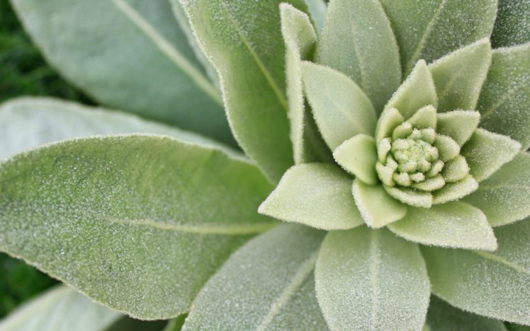 close up, Flowers HD Wallpaper Desktop Background