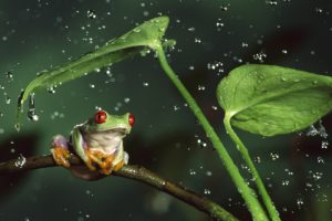 nature, Rain, Jungle, Animals, Leaves, Frogs, Water, Drops, Macro, Depth, Of, Field, Red eyed, Tree, Frog, Amphibians