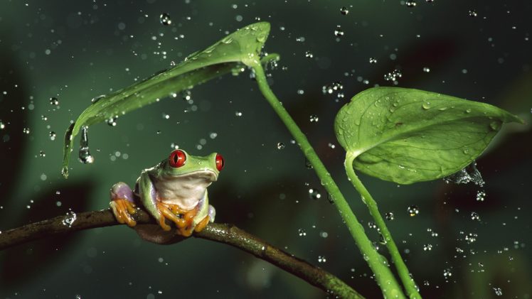 nature, Rain, Jungle, Animals, Leaves, Frogs, Water, Drops, Macro, Depth, Of, Field, Red eyed, Tree, Frog, Amphibians HD Wallpaper Desktop Background