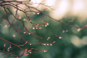 drops, Falling, From, The, Branches