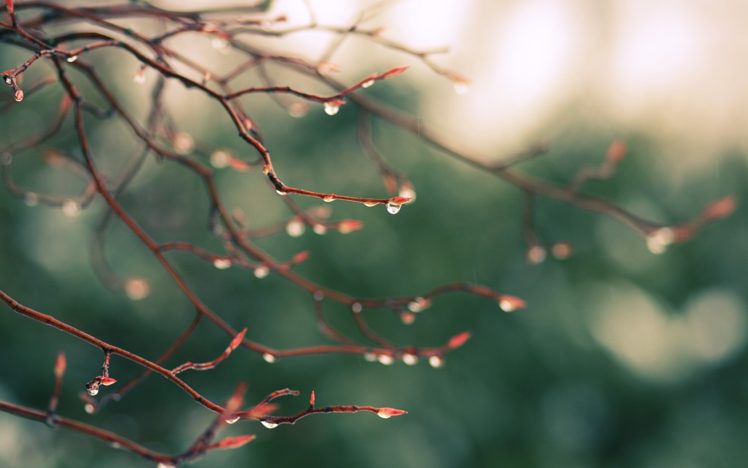 drops, Falling, From, The, Branches HD Wallpaper Desktop Background