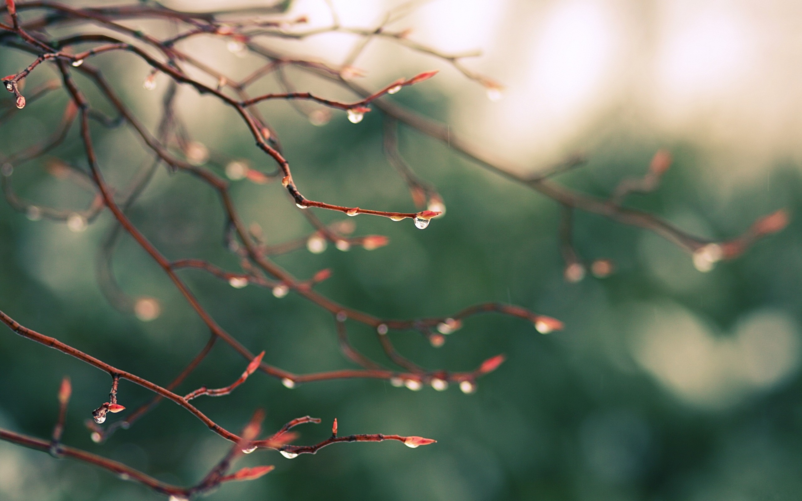 drops, Falling, From, The, Branches Wallpaper