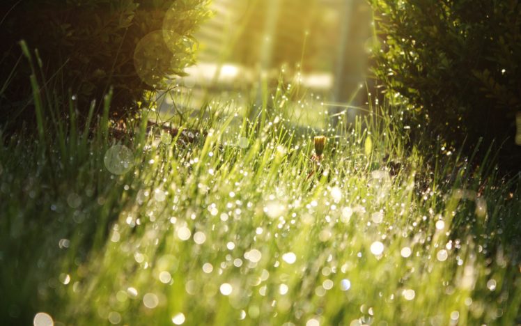 nature, Grass, Sunlight, Water, Drops, Macro, Depth, Of, Field HD Wallpaper Desktop Background