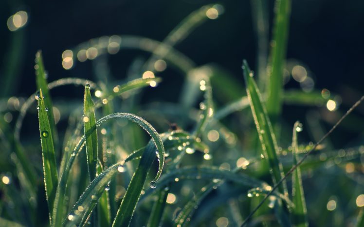 nature, Grass, Macro, Depth, Of, Field, Dew HD Wallpaper Desktop Background