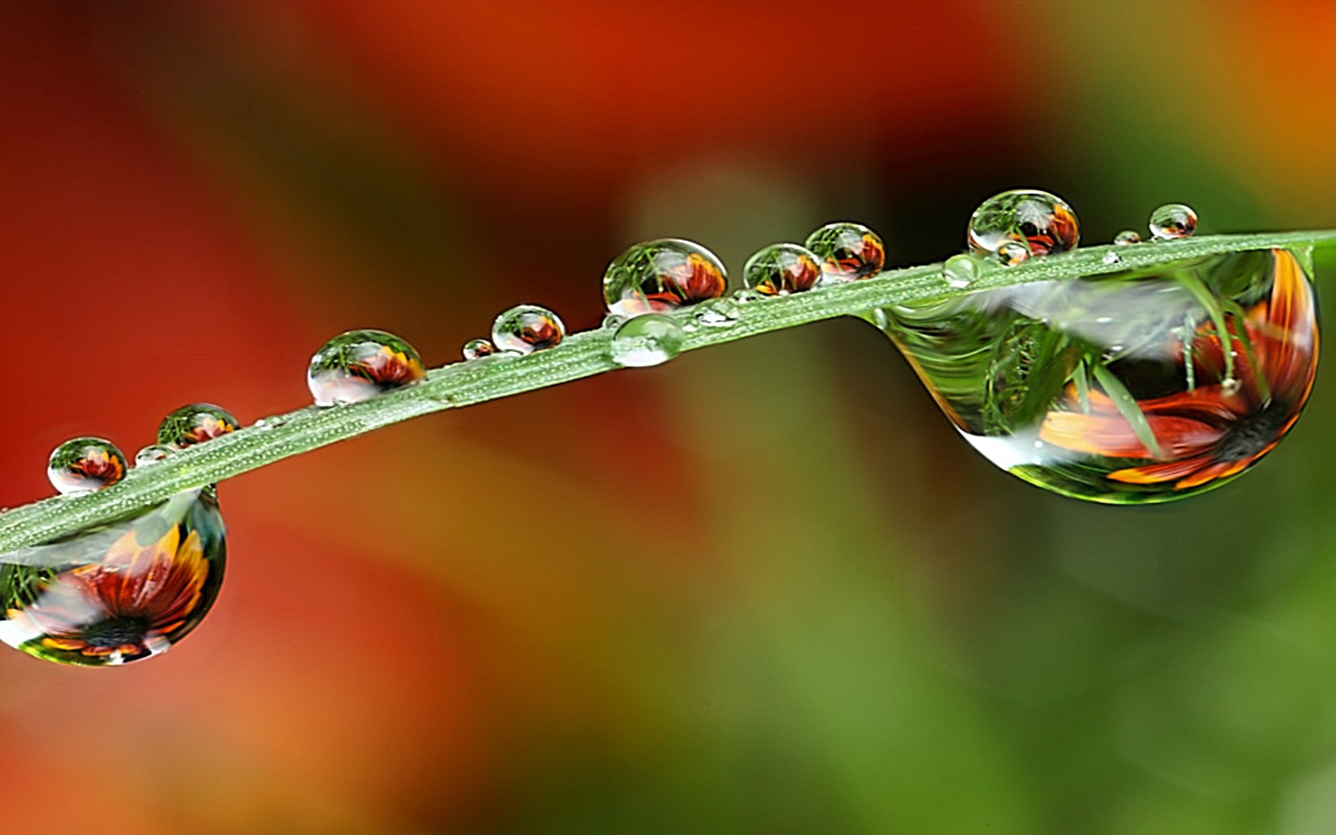nature Wallpaper