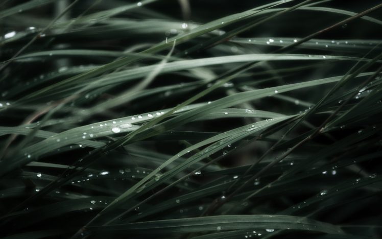 nature, Grass, Plants, Water, Drops HD Wallpaper Desktop Background