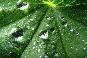 leaves, Water, Drops
