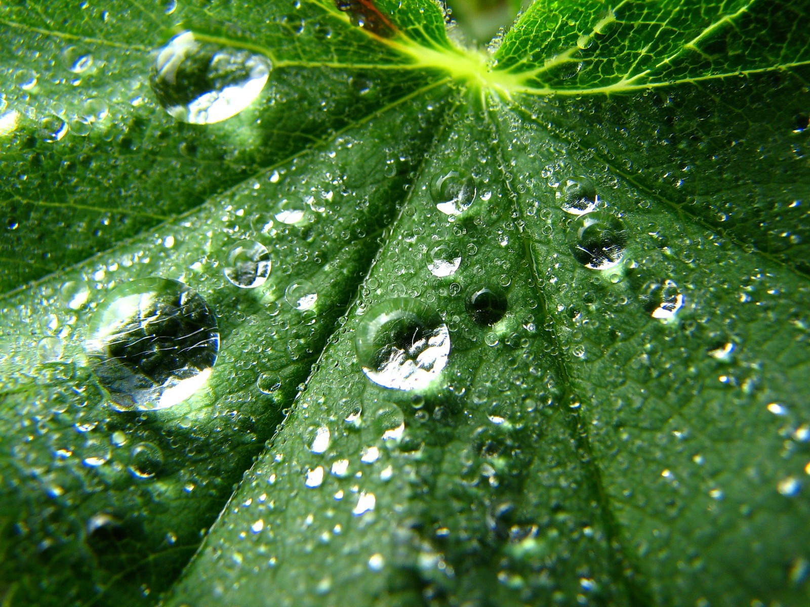 leaves, Water, Drops Wallpaper