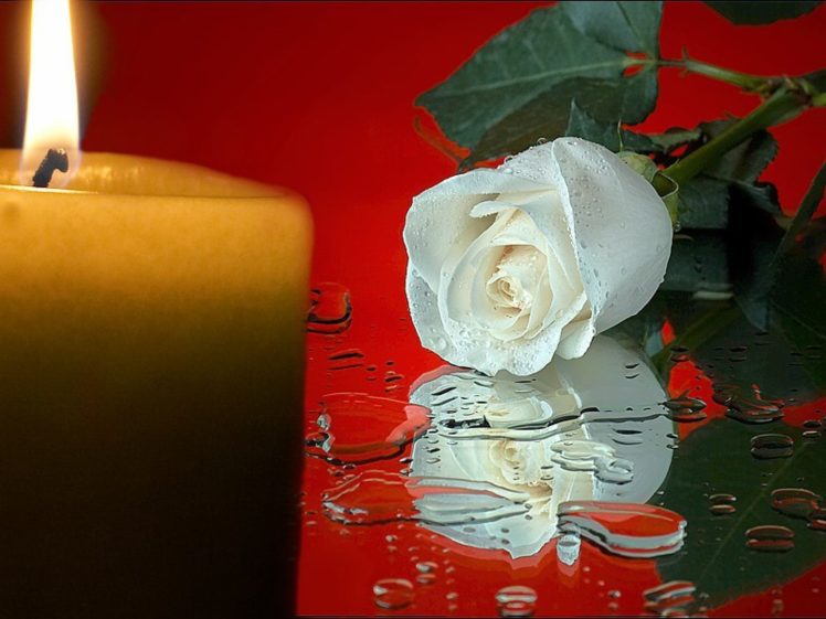 water, Flowers, Candles, Roses, White, Flowers HD Wallpaper Desktop Background