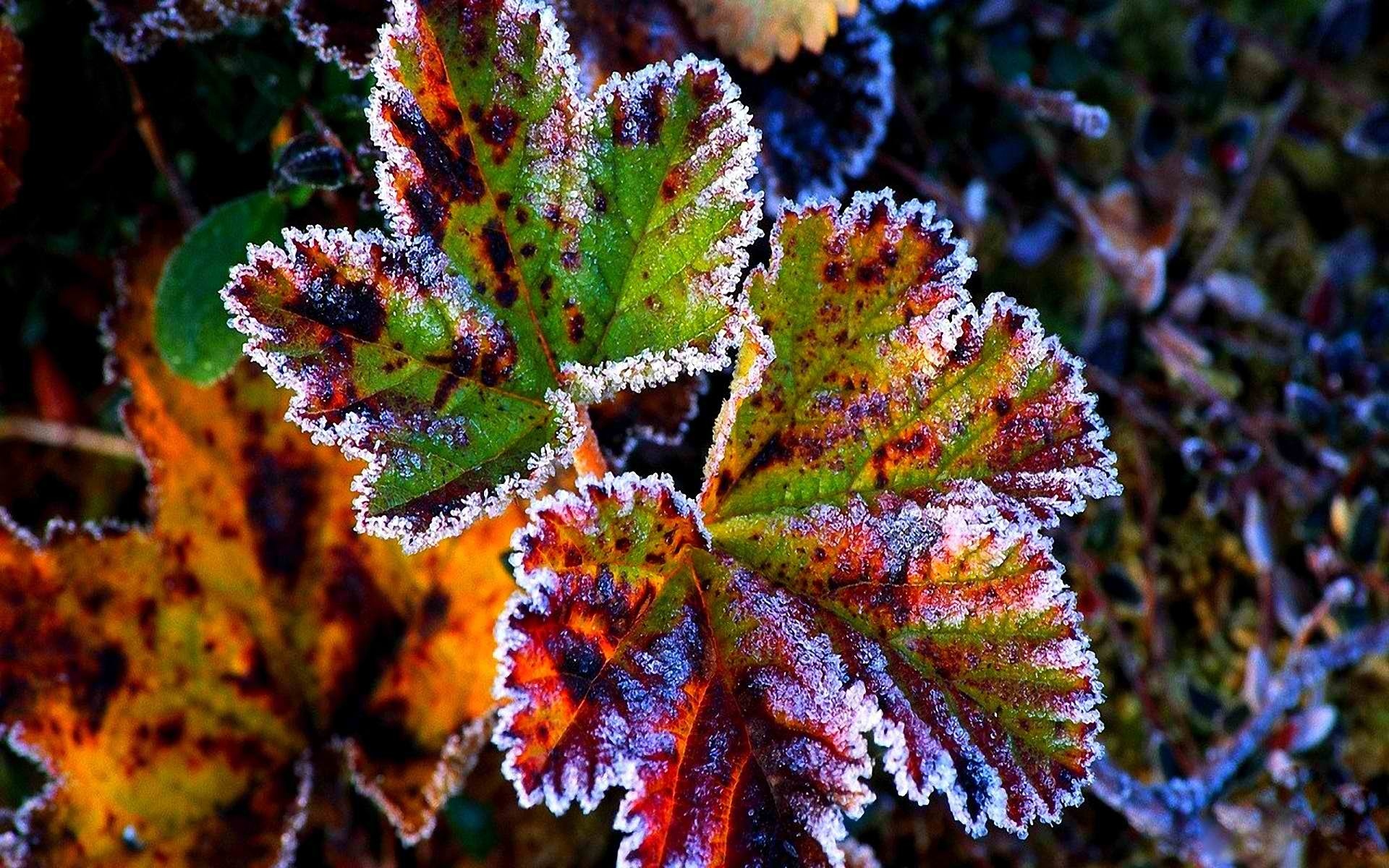 nature, Winter, The, First, Snow, Red, Leaves, Frost, Grass, Autumn Wallpaper
