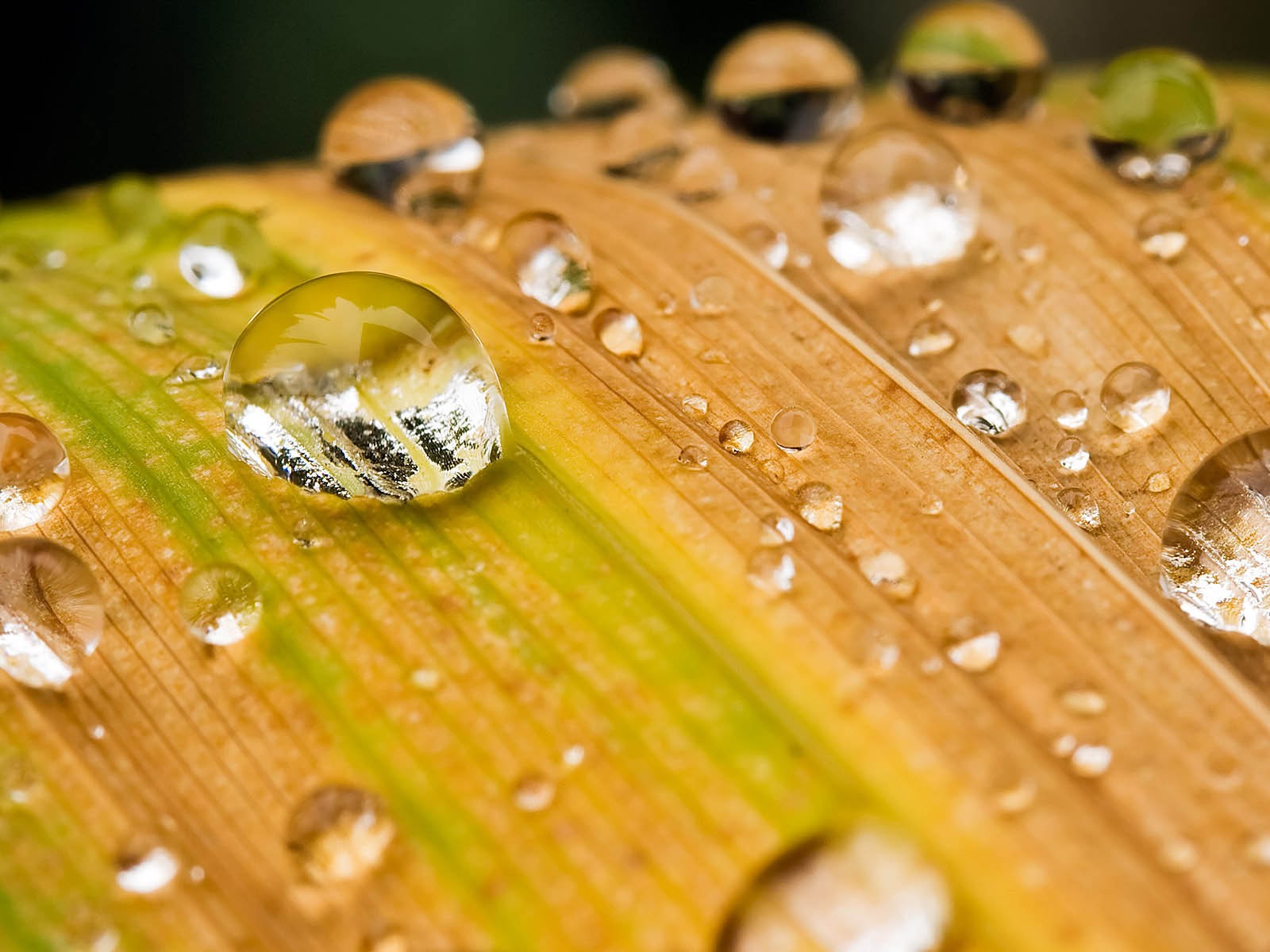 leaves, Water, Drops, Macro, Depth, Of, Field Wallpaper
