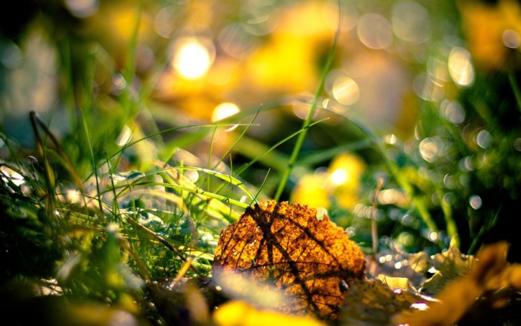 nature, Drop, Tree, Leaf, Sun, Beam, Autumn, Hd, Wallpaper HD Wallpaper Desktop Background