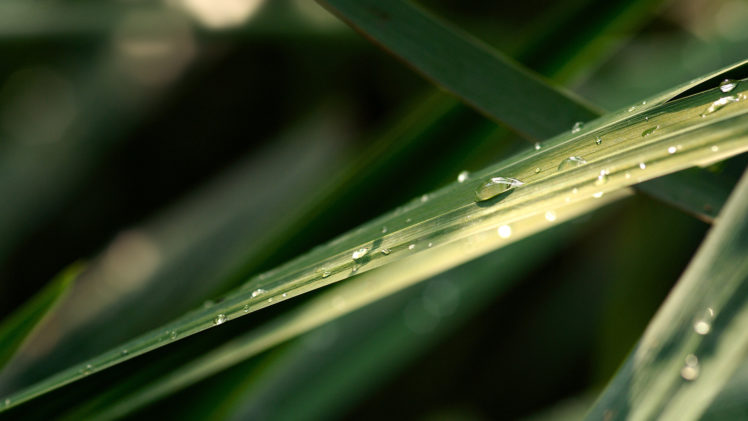 nature, Plants, Water, Drops, Macro, Depth, Of, Field HD Wallpaper Desktop Background