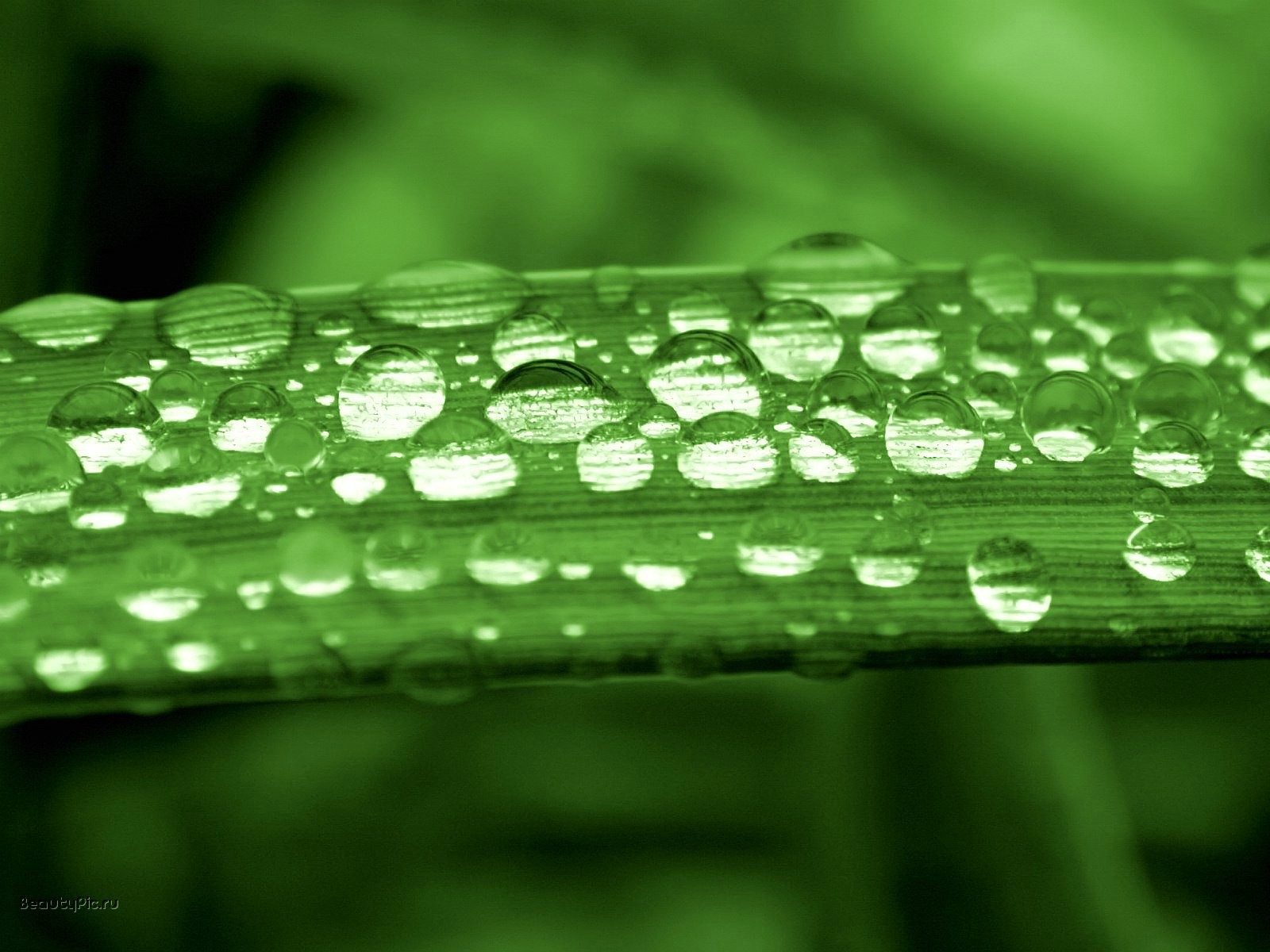 green, Nature, Leaves, Plants, Water, Drops Wallpaper