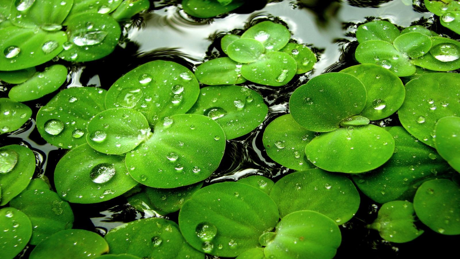 water, Leaves, Water, Drops, Lily, Pads Wallpaper