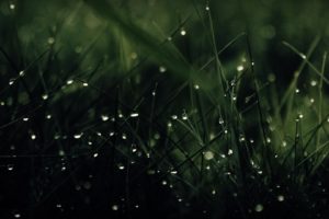 green, Nature, Rain, Grass, Water, Drops