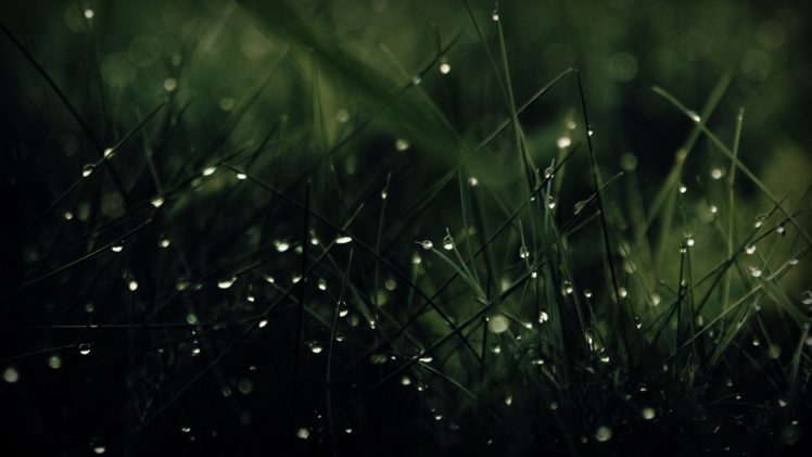 green, Nature, Rain, Grass, Water, Drops Wallpapers HD / Desktop and Mobile  Backgrounds