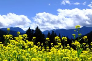 mountains, Clouds, Landscapes, Nature, Trees, Flowers, Yellow, Flowers, Skies