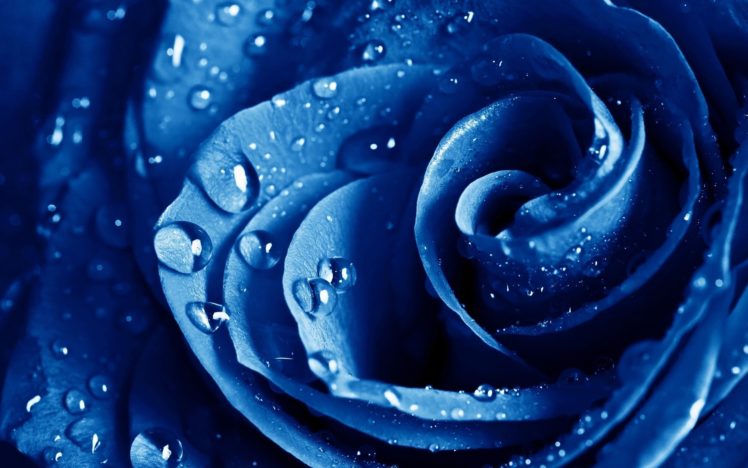 water, Drops, Macro, Roses, Blue, Rose, Blue, Flowers, Drops HD Wallpaper Desktop Background