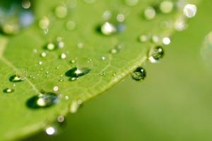 dew, Drops, On, The, Leaf, Surface