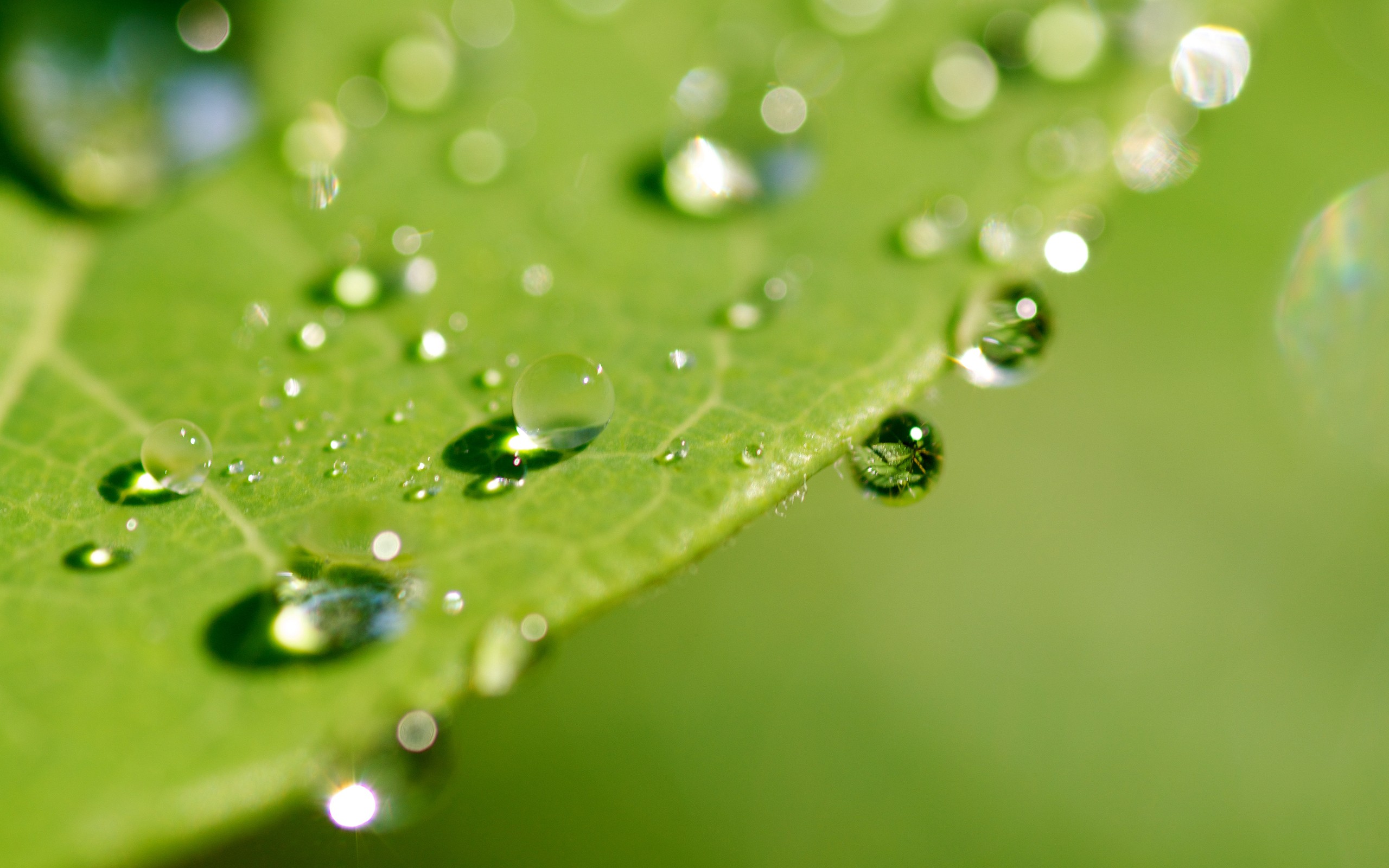 dew, Drops, On, The, Leaf, Surface Wallpaper
