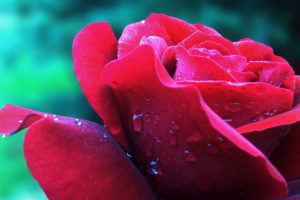 water, Drops, Macro, Roses